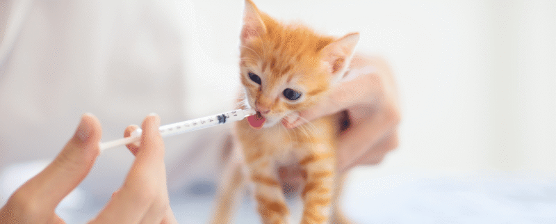 Medicamentos-para-gatos