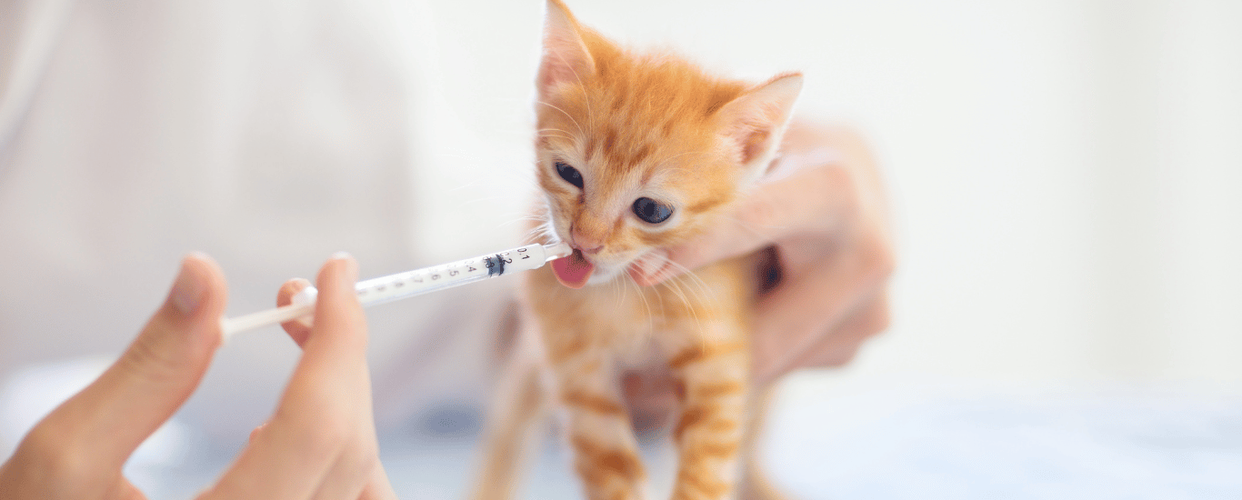 Medicamentos-para-gatos