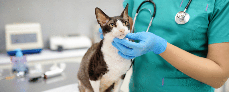 Dermatologicos-para-tu-mascota