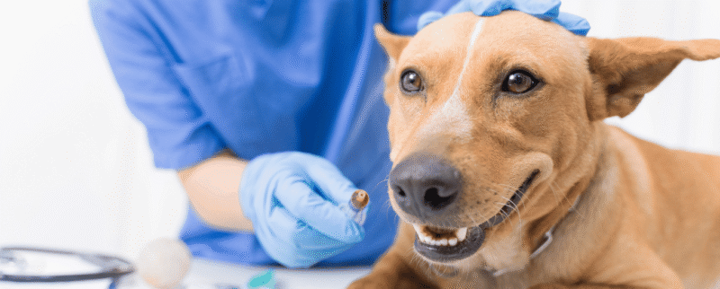 Biologicos-veterinaria